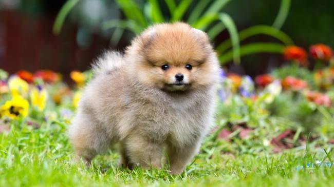 Четвероногие друзья украинских селебретис: топ-10 звездных песиков